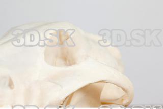 Skull photo reference 0035